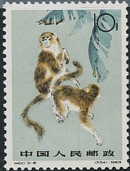 Golden Snub-nosed Monkey (Rhinopithecus roxellana)