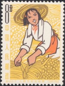 Woman harvesting