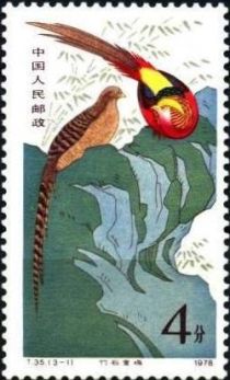 Golden Pheasant (Chrysolophus pictus)