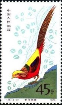 Golden Pheasant (Chrysolophus pictus)