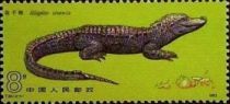 Chinese Alligator (Alligator sinensis)