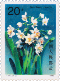 Narcissus tazetta