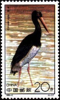 Black Stork (Ciconia nigra)