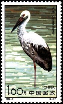 White Stork (Ciconia ciconia)