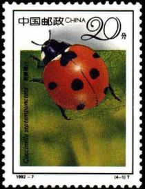 Seven-Spot Ladybird (Coccinella septempunctata)