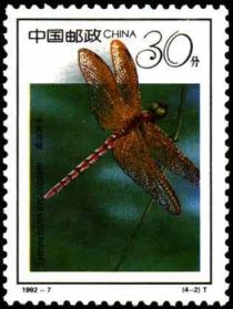 Saffron-winged Meadowhawk (Sympetrum croceolum)