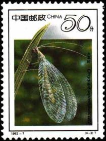 Common Green Lacewing (Chrysoperla carnea)