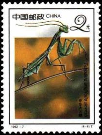 Chinese Mantis (Tenodera sinensis)