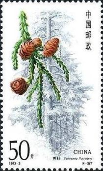 Coniferous trees, Taiwania flousiana