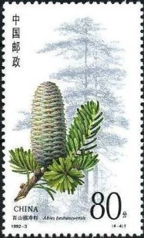 Coniferous trees, Abies benhazuensis