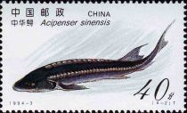 Chinese Sturgeon (Acipenser sinensis)