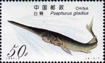 Chinese Paddlefish (Psephurus gladius)