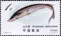 Dabry's Sturgeon (Acipenser dabryanus)