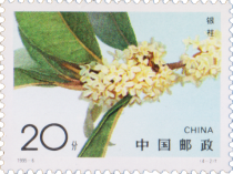 Osmanthus fragrans latifolius