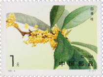 Osmanthus fragrans semperflorens