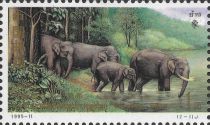 Asian Elephant (Elephas maximus)