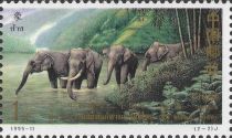 Asian Elephant (Elephas maximus)