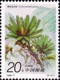 Cycas panzhihuaensis L. Zhoun et S.Y. Yang