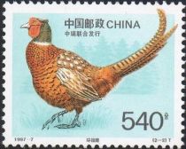 Common Pheasant (Phasianus colchicus)