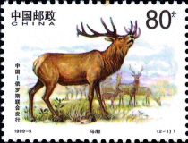 Manchurian Wapiti (Cervus canadensis xanthopygus)