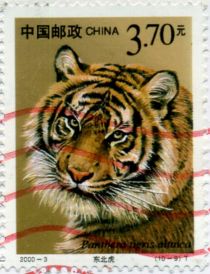 Amur Tiger (Panthera tigris altaica)