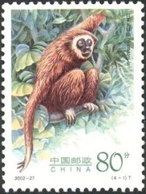 Lar Gibbon (Hylobates Iar)