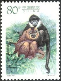 Northern White-cheeked Gibbon (Nomascus leucogenys)