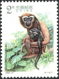 Hoolock Gibbon (Hylobates hoolock)