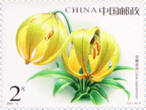 Lilium lophophorum