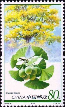 Ginkgo biloba