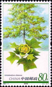 Liriodendron chinense