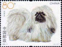 Pekingese Dog (Canis lupus familiaris)