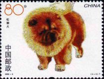 Chow Chow (Canis lupus familiaris)