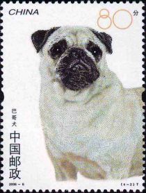 Pug (Canis lupus familiaris)