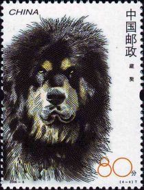 Tibetan Mastiff (Canis lupus familiaris)