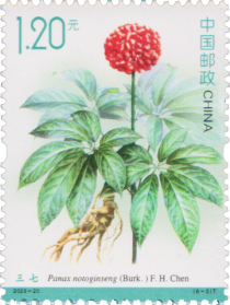 Ginseng (Panax notoginseng)