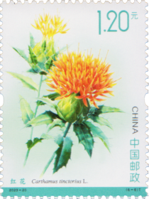 Safflower (Carthamus tinctorius)