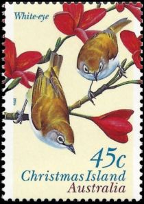 Christmas Island White-eye (Zosterops natalis)