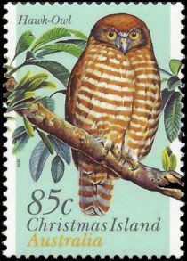 Hawk-owl (Ninox natalis)