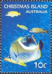 Saddle Butterflyfish, Blue-stripe Snapper