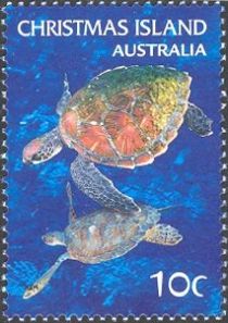 Green Sea Turtle (Chelonia mydas)