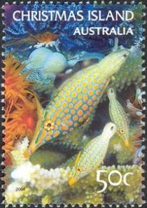 Orangespotted Filefish (Oxymonacanthus longirostris)