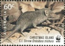 Christmas Island Shrew (Crocidura trichura)