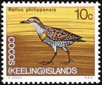 Buff-banded Rail (Rallus philippensis)