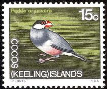 Java Sparrow (Padda oryzivora)