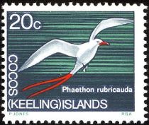 Red-tailed Tropicbird (Phaethon rubricauda)