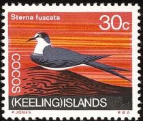 Sooty Tern (Sterna fuscata)