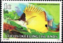 Longnose Butterflyfish (Forcipiger flavissimus)