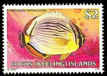 Melon Butterflyfish (Chaetodon trifasciatus)