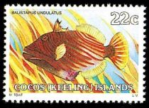 Orange-lined Triggerfish (Balistapus undulatus)